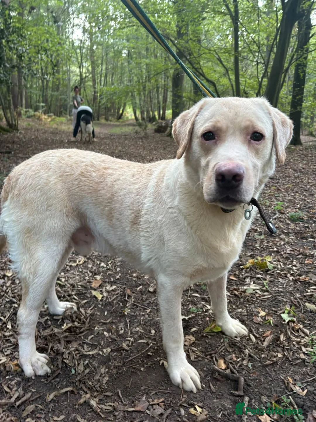 Labrador Retriever dogs for adoption: George - Hingham Norfolk  in Norwich - Advert 2