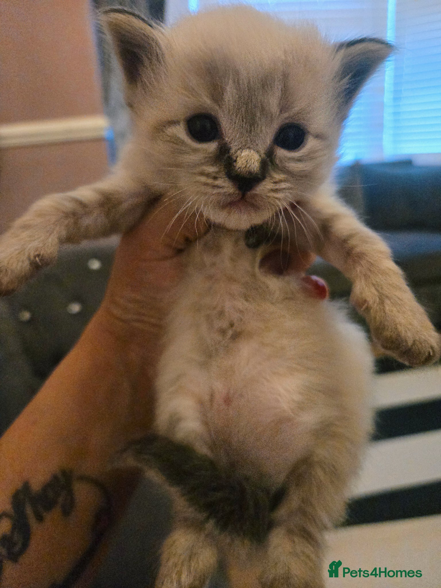 Ragdoll cats for sale: Stunning litter of Purebred Ragdoll kittens - Advert 11