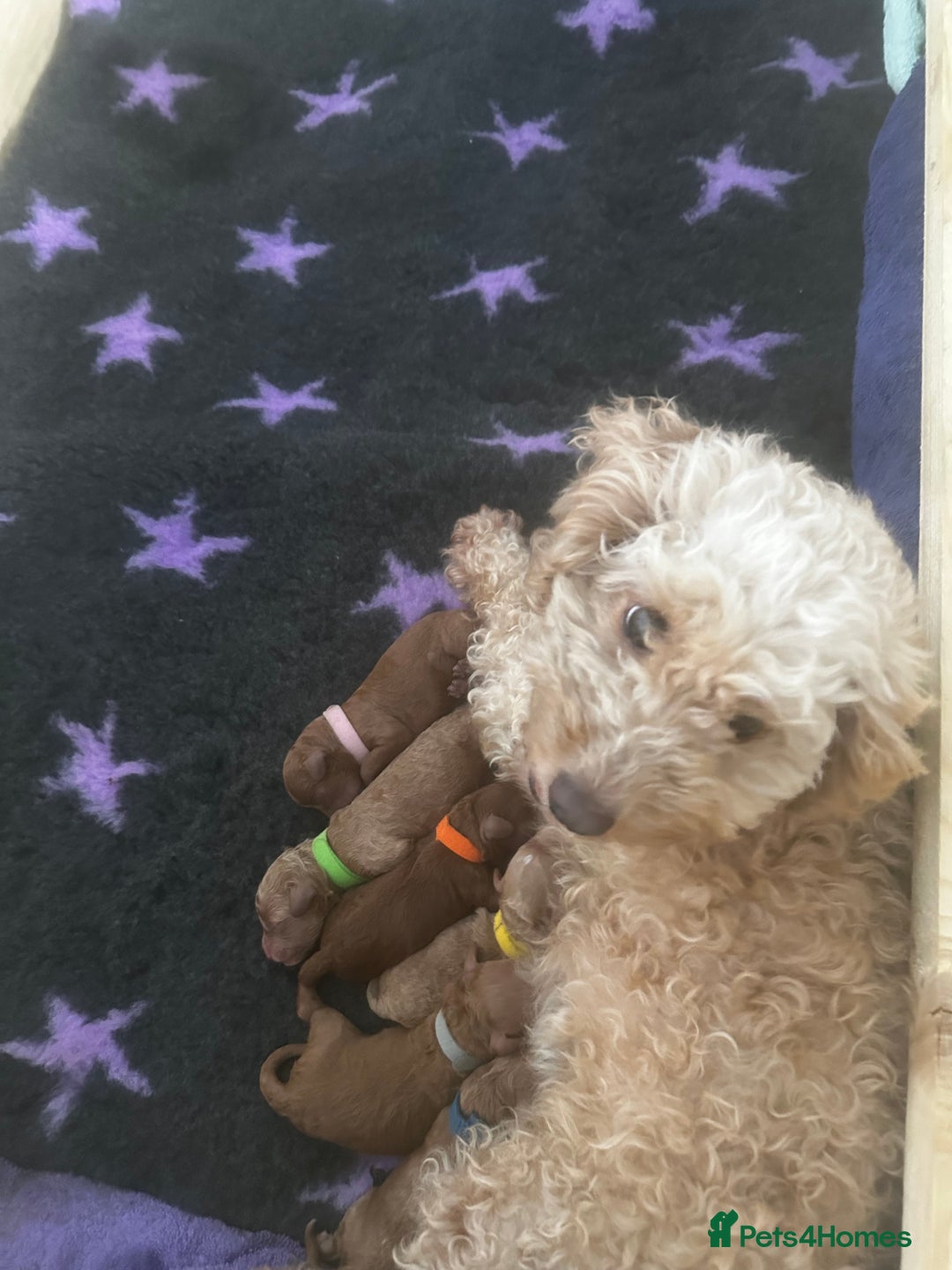 Cockapoo dogs for sale: FOX RED TOY COCKAPOO PUPPIES  - Advert 6