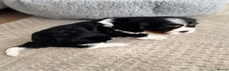 Cavalier King Charles Spaniel dogs for sale: Cavalier King Charles spaniel puppy  - Advert 6