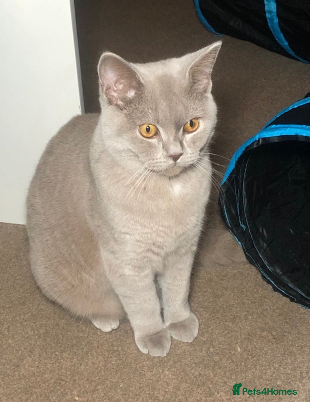 British Shorthair cats for stud: Lilac British shorthair male - Image 2