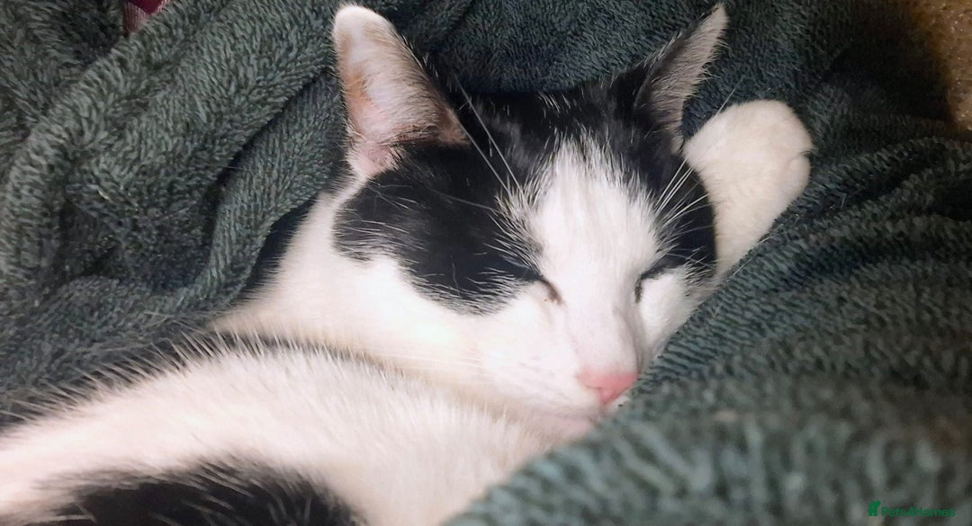 Mixed Breed cats for sale: 16 Month Old Cat - Looking for a Loving Home - Advert 4