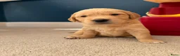 Golden Retriever dogs for sale: Kennel Club Golden Retriever Puppies Health Tested - Advert 5
