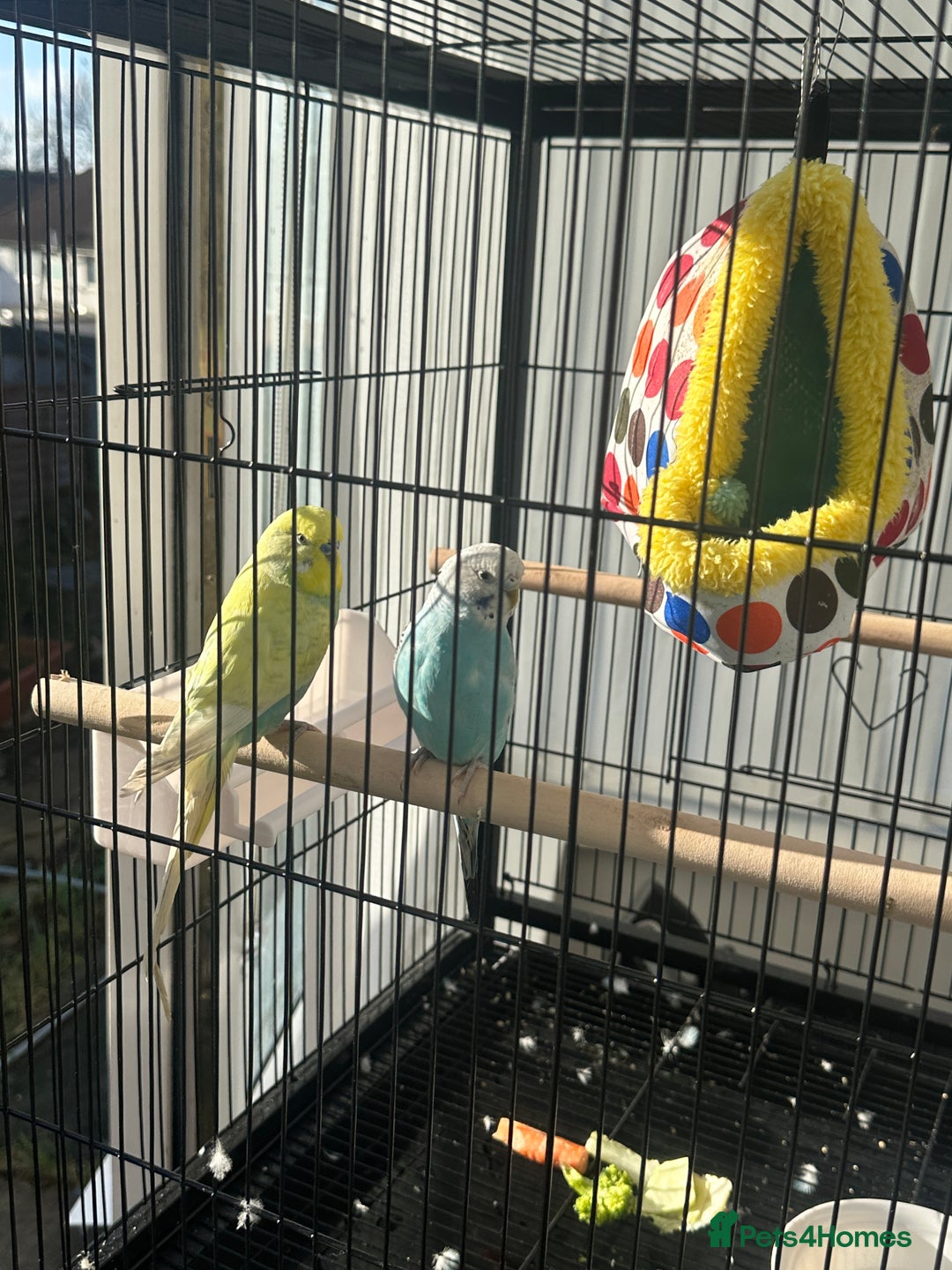 Finches birds for sale: 2 finches And 2 love birds and come with 3 cage - Advert 7
