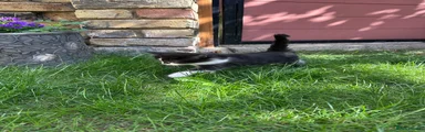 British Shorthair 5