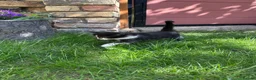 British Shorthair cats for sale: 4 Girls & 2 Boys Kittens Available - Advert 23