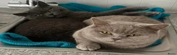 British Shorthair cats for sale: Gorgeous CHUNKY Lilac British Short Hair Male - Advert 8