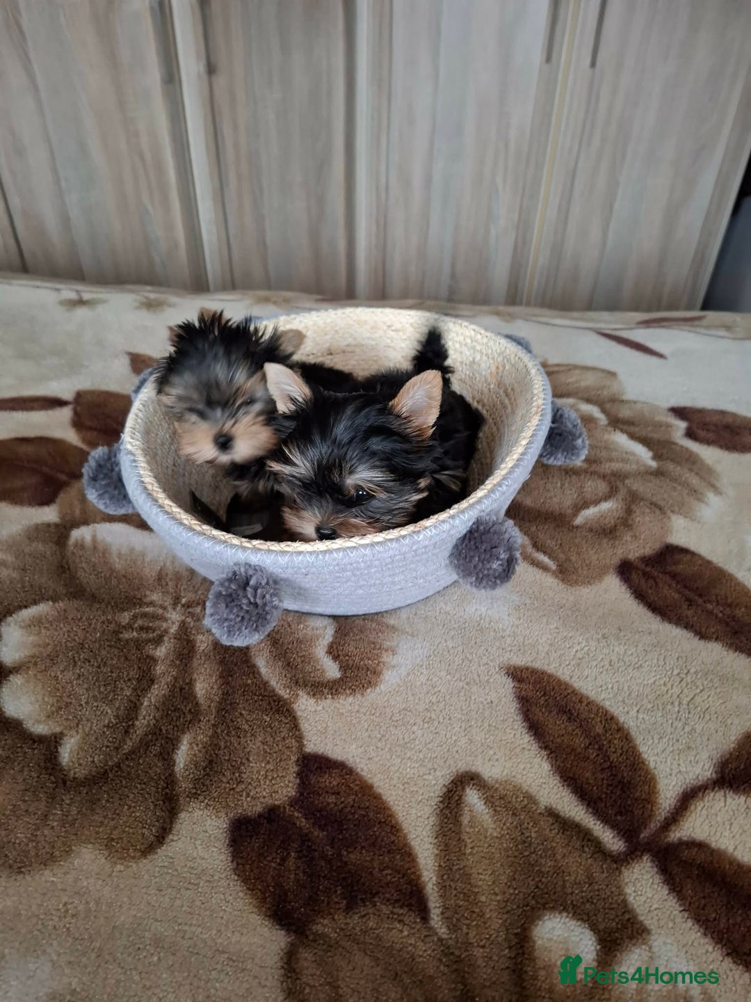 Yorkshire Terrier dogs for sale: Mini Yorkshire Terrier female pups - Advert 9