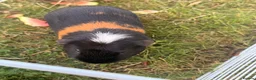Guinea Pig rodents for sale: Rehoming guinea pigs 3 males  - Advert 2