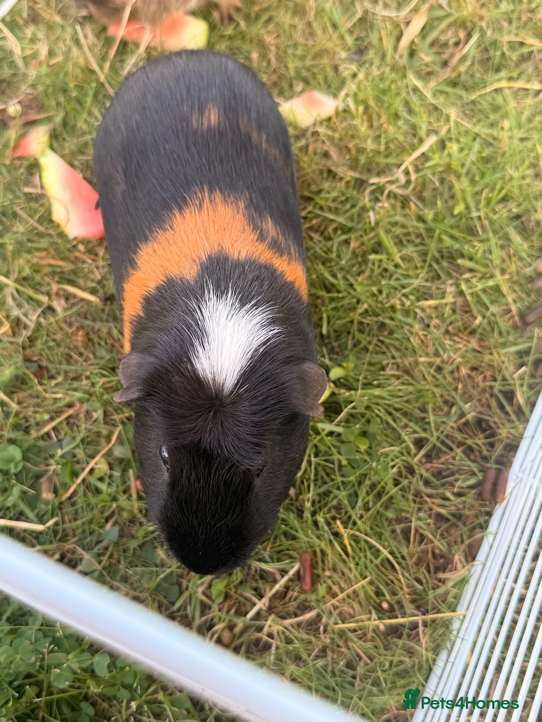 Guinea Pig rodents for sale: Rehoming guinea pigs 3 males  - Advert 2