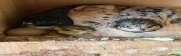 Quail poultry for sale: Chinese painted Quail hatching eggs - Advert 5