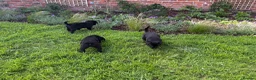 Labrador Retriever dogs for sale: Labrador puppies - Advert 11
