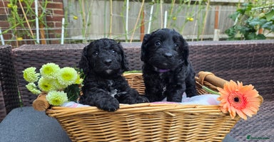 Cockapoo dogs - Advert 3