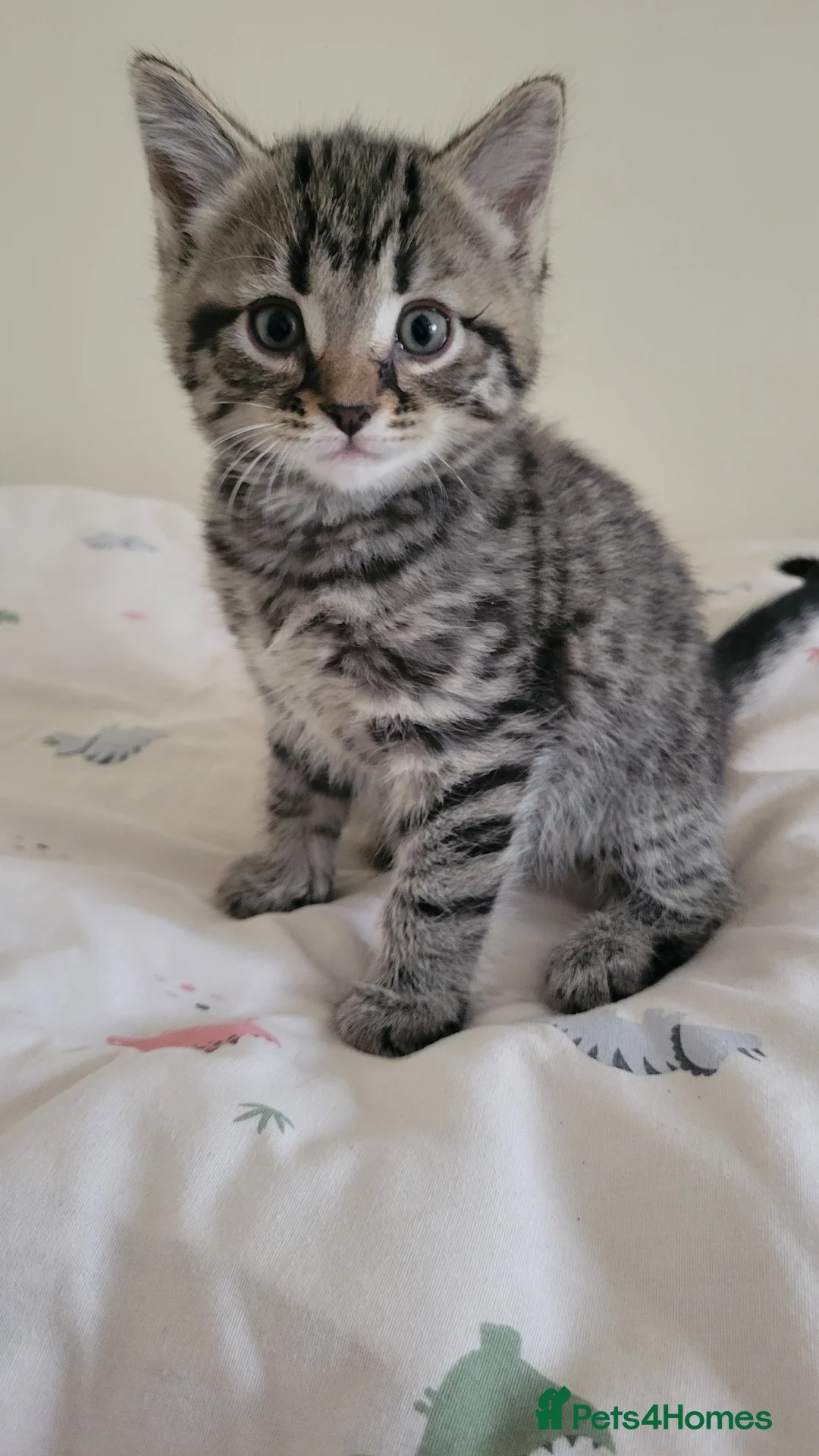 Mixed Breed cats for sale: 6 adorable kittens Ready for their forever homes - Advert 6