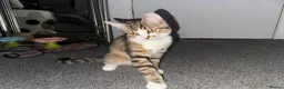 Mixed Breed cats for sale: Milos rehome in Leeds - Advert 3
