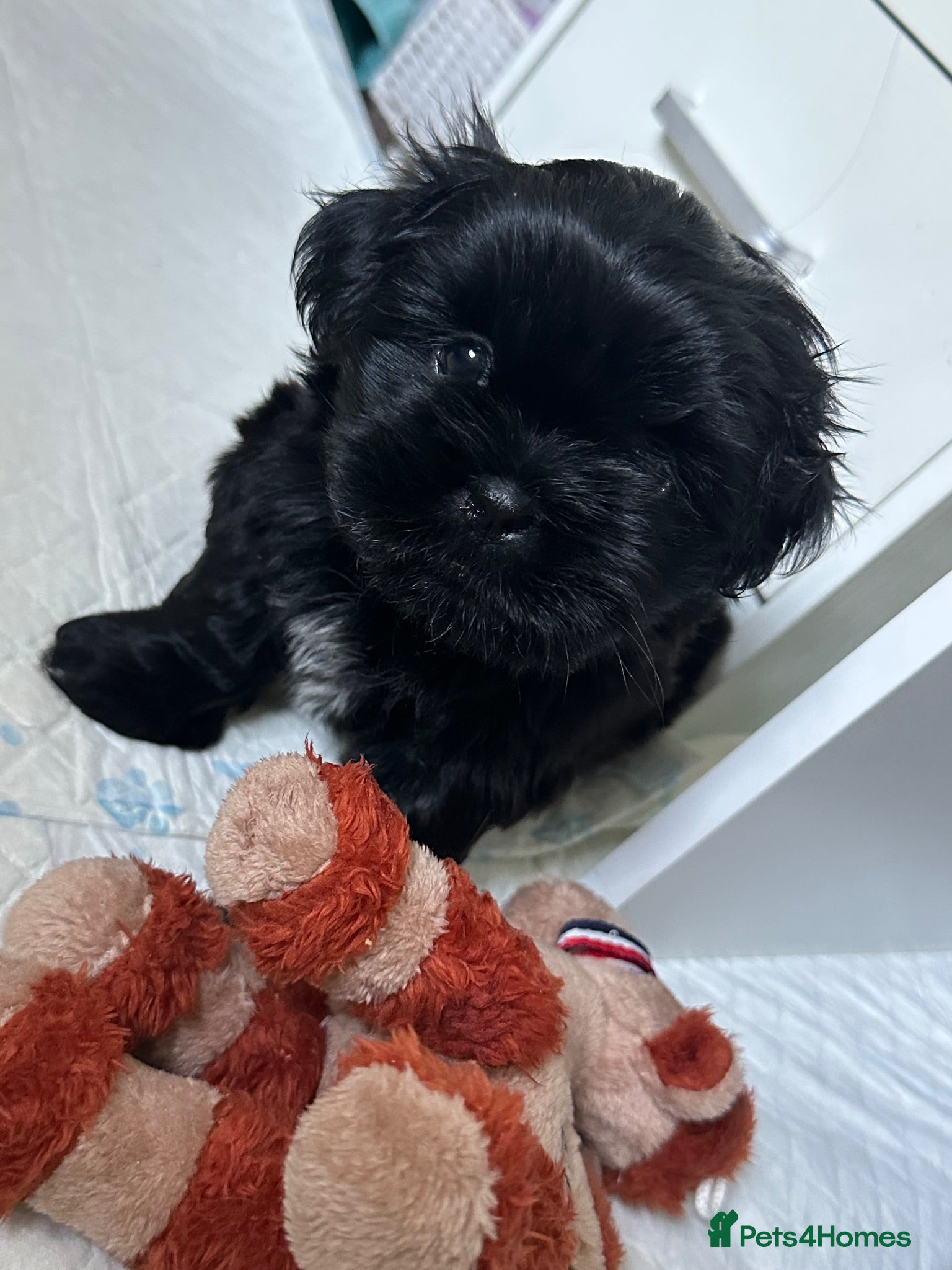 Shih Tzu dogs Pedigree Shih Tzu boy READY SOON - Advert 13