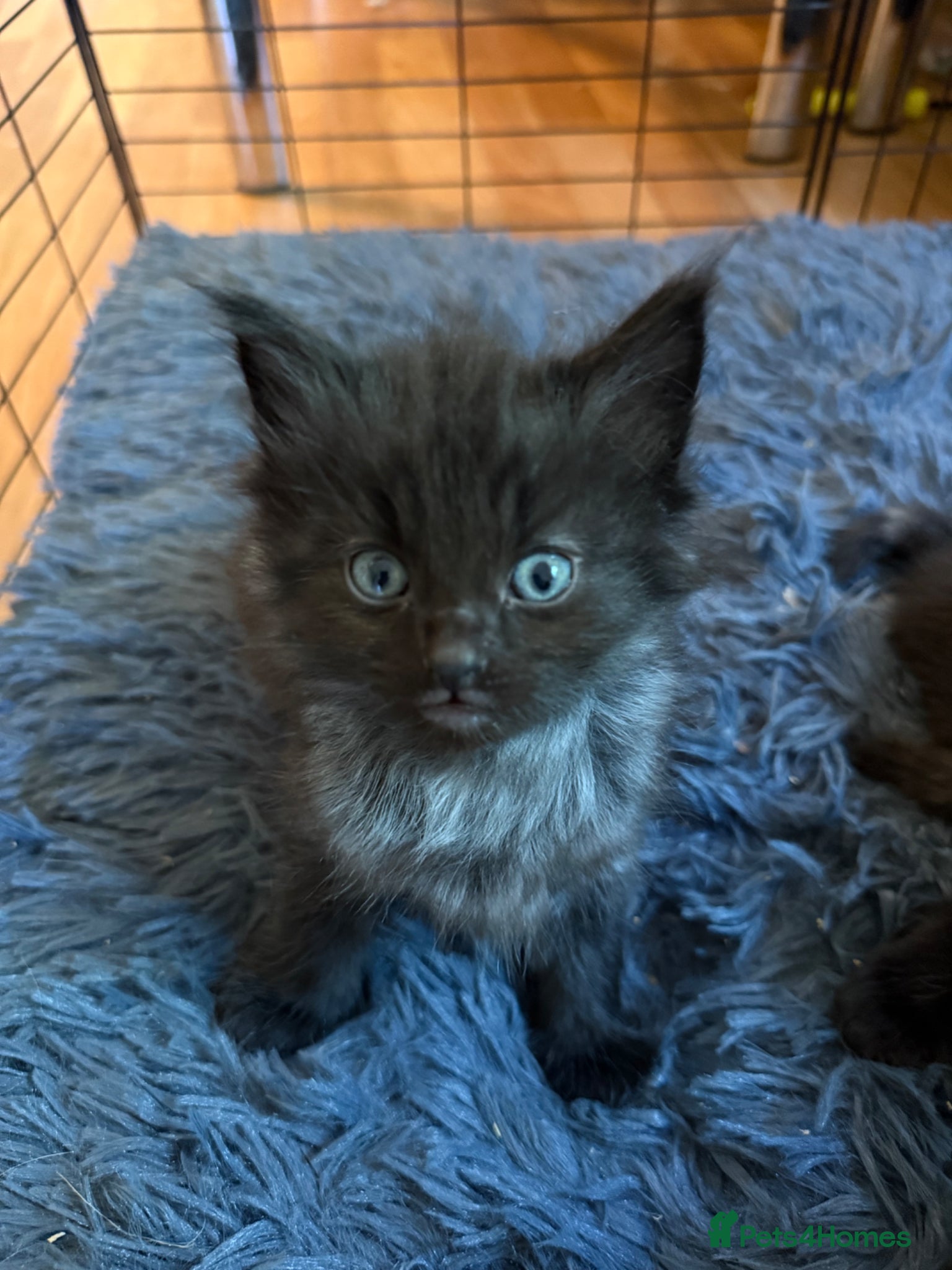 Mixed Breed cats The fluffiest black kittens with bright blue eyes - Advert 1
