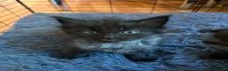 Mixed Breed cats for sale: The fluffiest black kittens with bright blue eyes - Advert 3