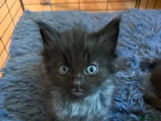 Mixed Breed cats The fluffiest black kittens with bright blue eyes - Advert 7