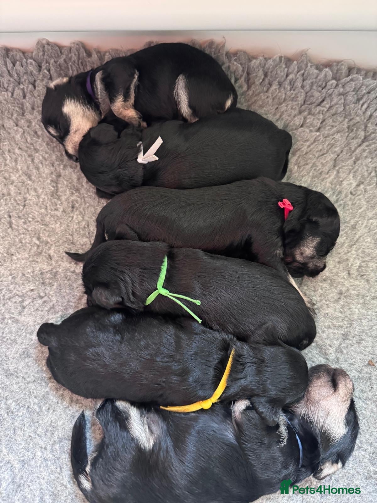 Miniature Schnauzer dogs for sale: 🐾 Beautiful KC Reg Miniature Schnauzer Puppies🐾 - Advert 11