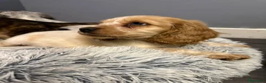 Cocker Spaniel 2