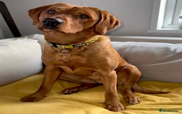Labrador Retriever dogs for sale: Sykehead are expecting Fox Red lab pups  - Image 14