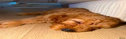 Cavapoo dogs for sale: F2 Cavapoos in Port Glasgow - Advert 10