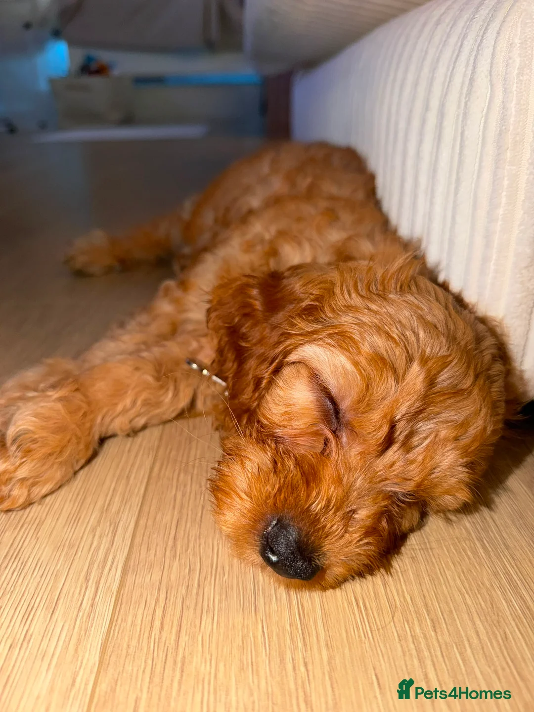 Cavapoo dogs for sale: F2 Cavapoos in Port Glasgow - Advert 10