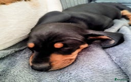 Dachshund dogs for sale: MINIATURE DACHSHUND! - Image 5