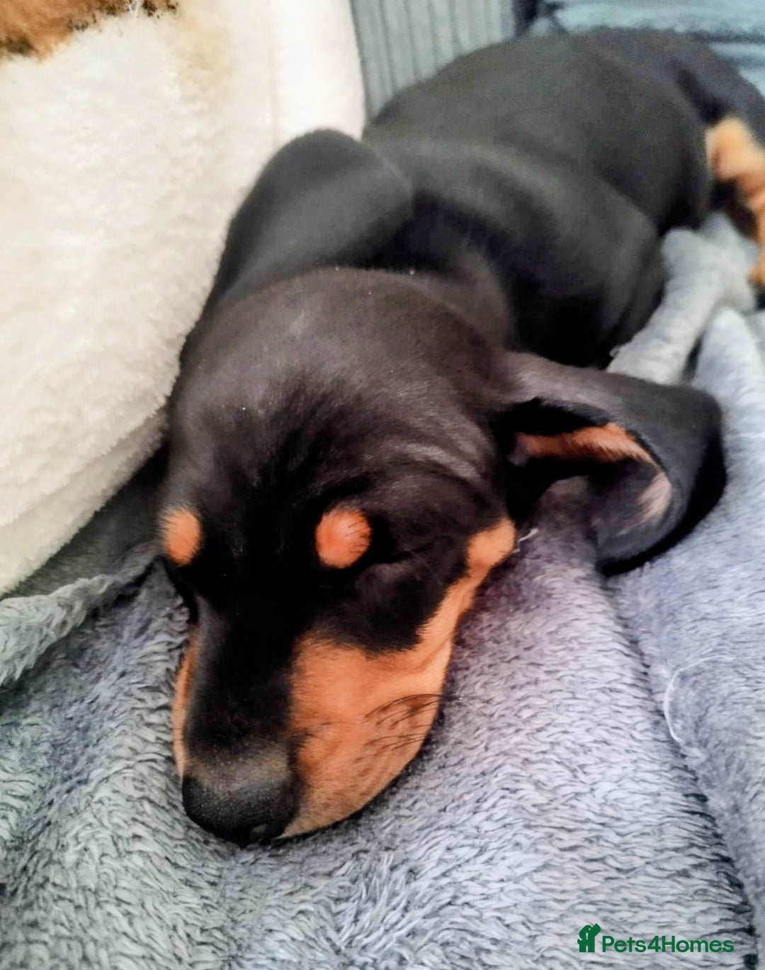 Dachshund dogs for sale: MINIATURE DACHSHUND! - Image 5