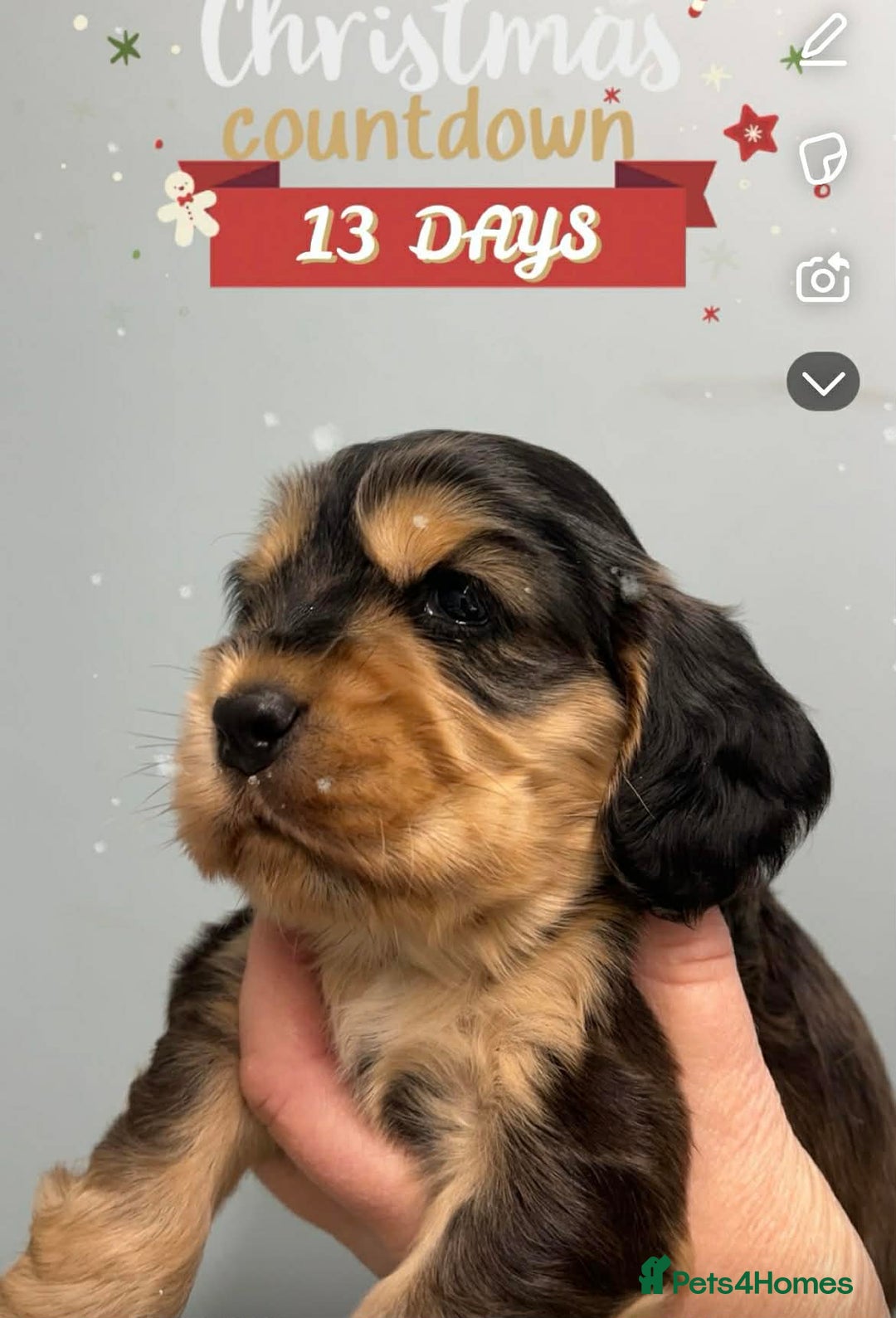 Cocker Spaniel dogs for sale: Show cocker spaniels - Advert 9