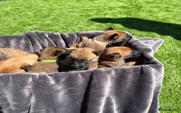 Belgian Shepherd Dog dogs for sale: Belgian Malinois puppies  - Image 9