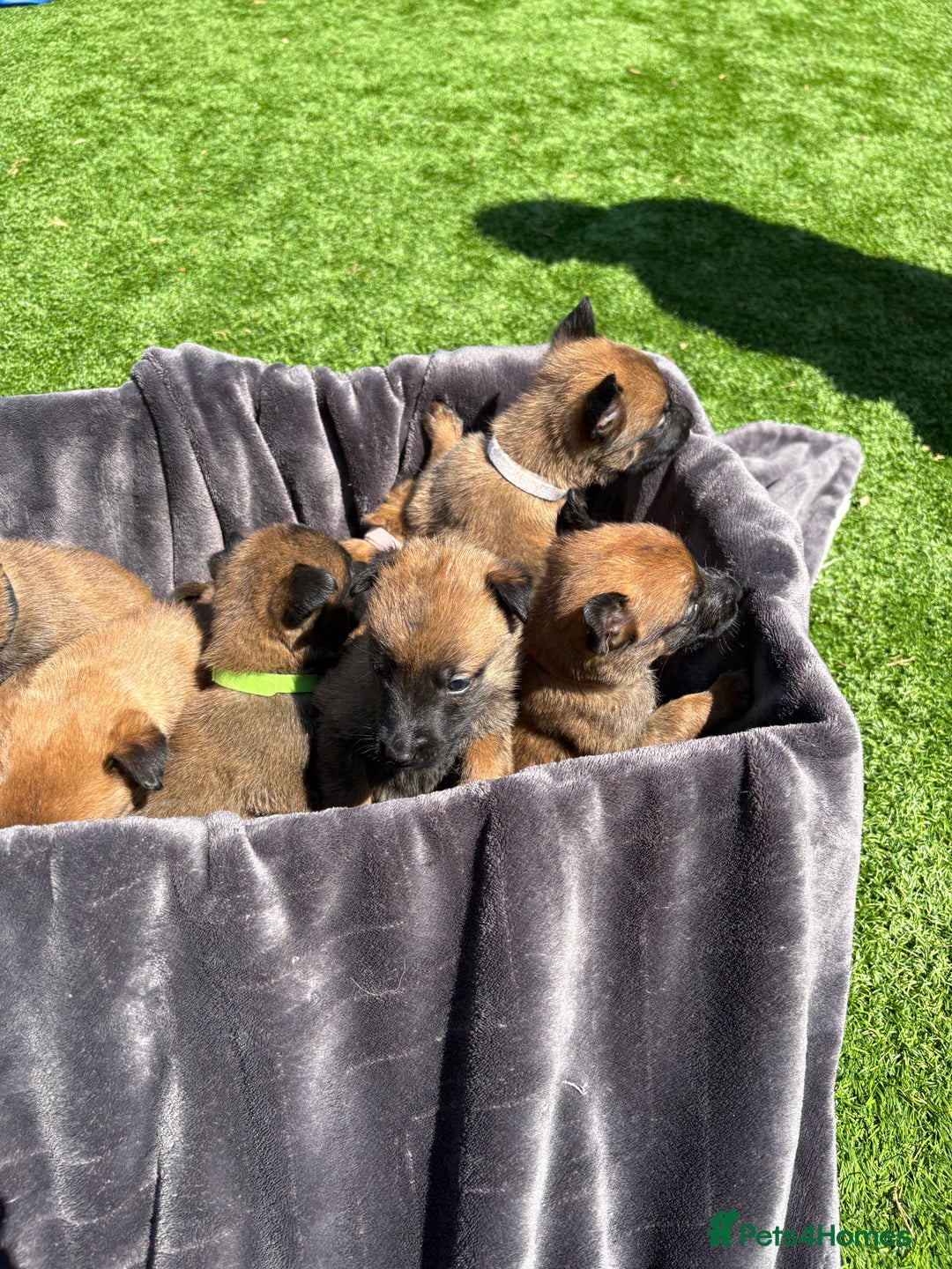Belgian Shepherd Dog dogs for sale: Belgian Malinois puppies  - Image 9