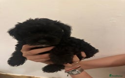 Yorkiepoo dogs for sale: 5 Beautiful F1 Yorkiepoo’s - Image 20
