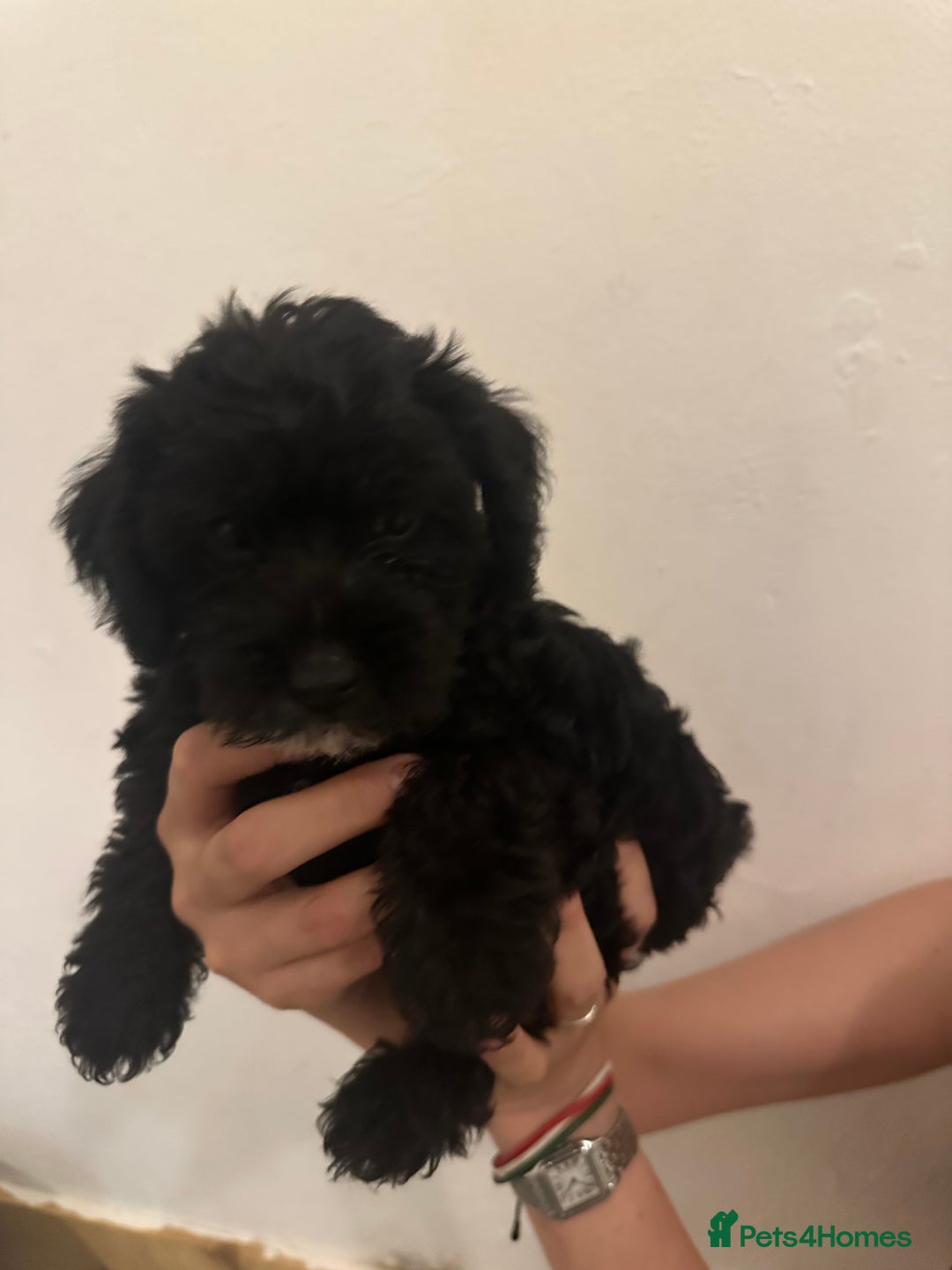 Yorkiepoo dogs for sale: 5 Beautiful F1 Yorkiepoo’s - Image 20