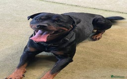 Rottweiler dogs for stud: Cruz available for Stud - Image 6