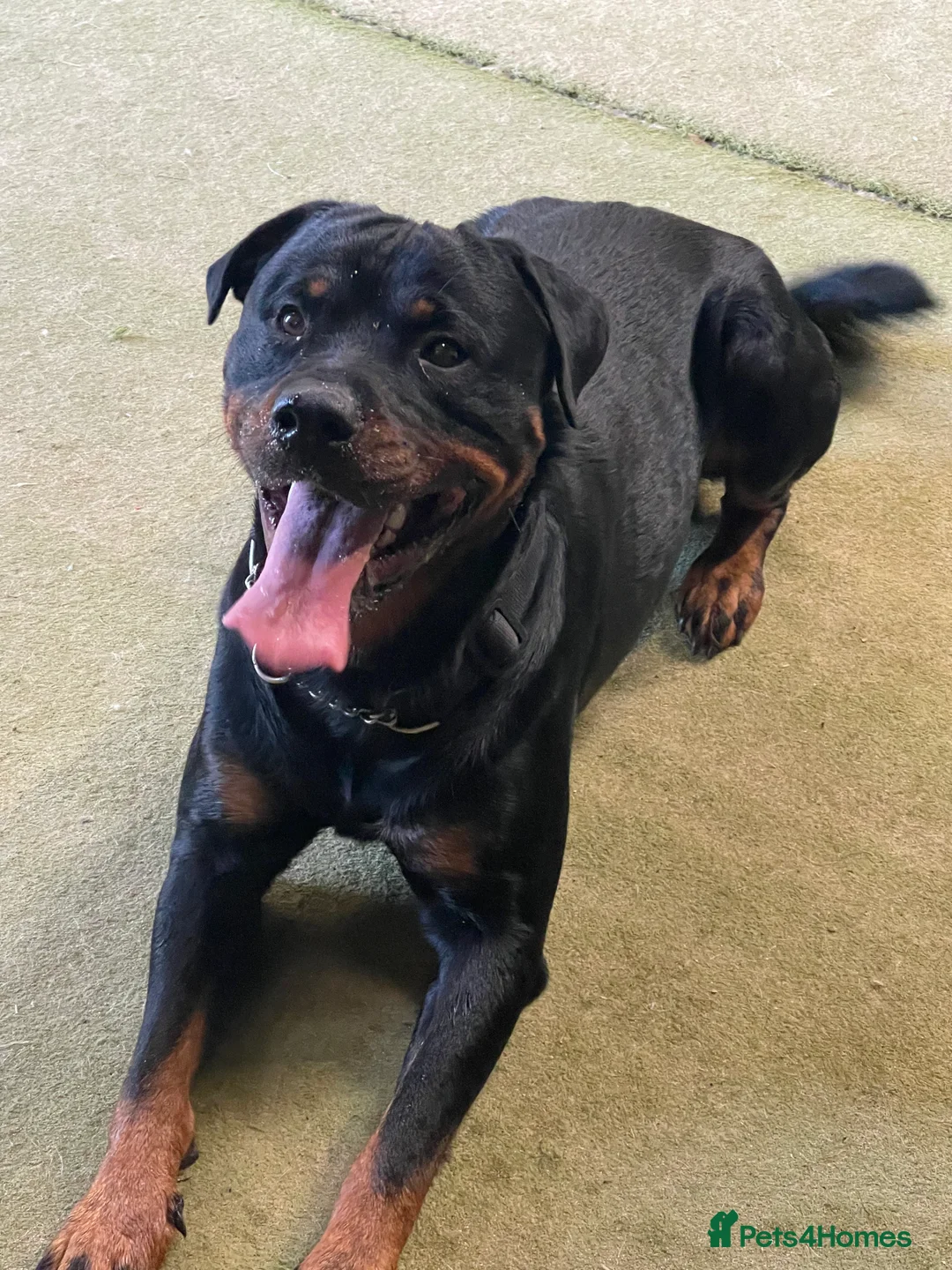 Rottweiler dogs for stud: Cruz available for Stud - Advert 6