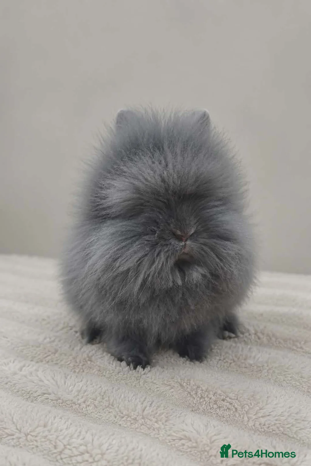 Lionhead rabbits for sale: Blue self lionhead buck 12 weeks  - Advert 2