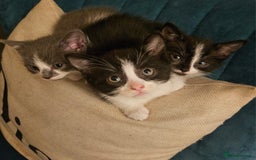 British Shorthair cats for sale: Beautiful British Short haired mixed kittens  - Image 10