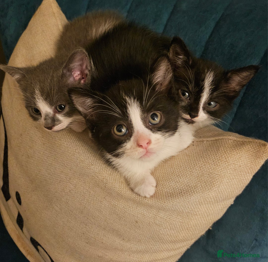British Shorthair cats for sale: Beautiful British Short haired mixed kittens  - Image 10