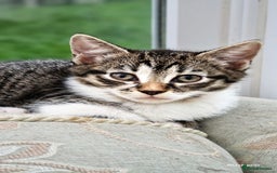 Domestic Shorthair cats for sale: Sweet Kittens *ready now* - Image 13