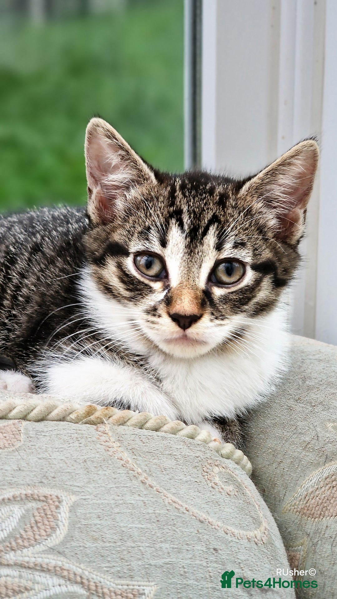 Domestic Shorthair cats for sale: Sweet Kittens *ready now* - Image 13