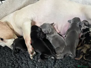 Miniature Dachshund dogs KC miniature daschunds PRA clear - Advert 1