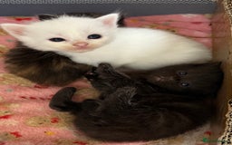 Ragdoll cats for sale: Rag doll and Maine coon cross - Image 4