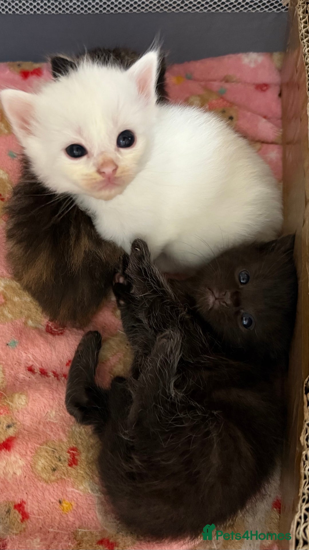Ragdoll cats for sale: Rag doll and Maine coon cross - Image 4