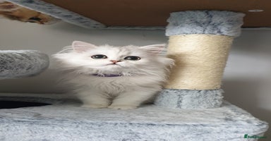 Persian cats - Advert 12