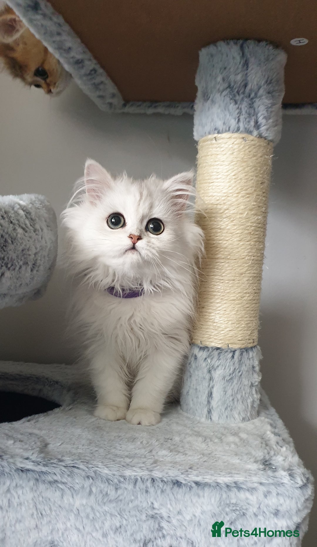 Persian cats for sale: 🌟2 Beautiful Pedigree Chinchilla Persian Kitten🌟 - Image 2