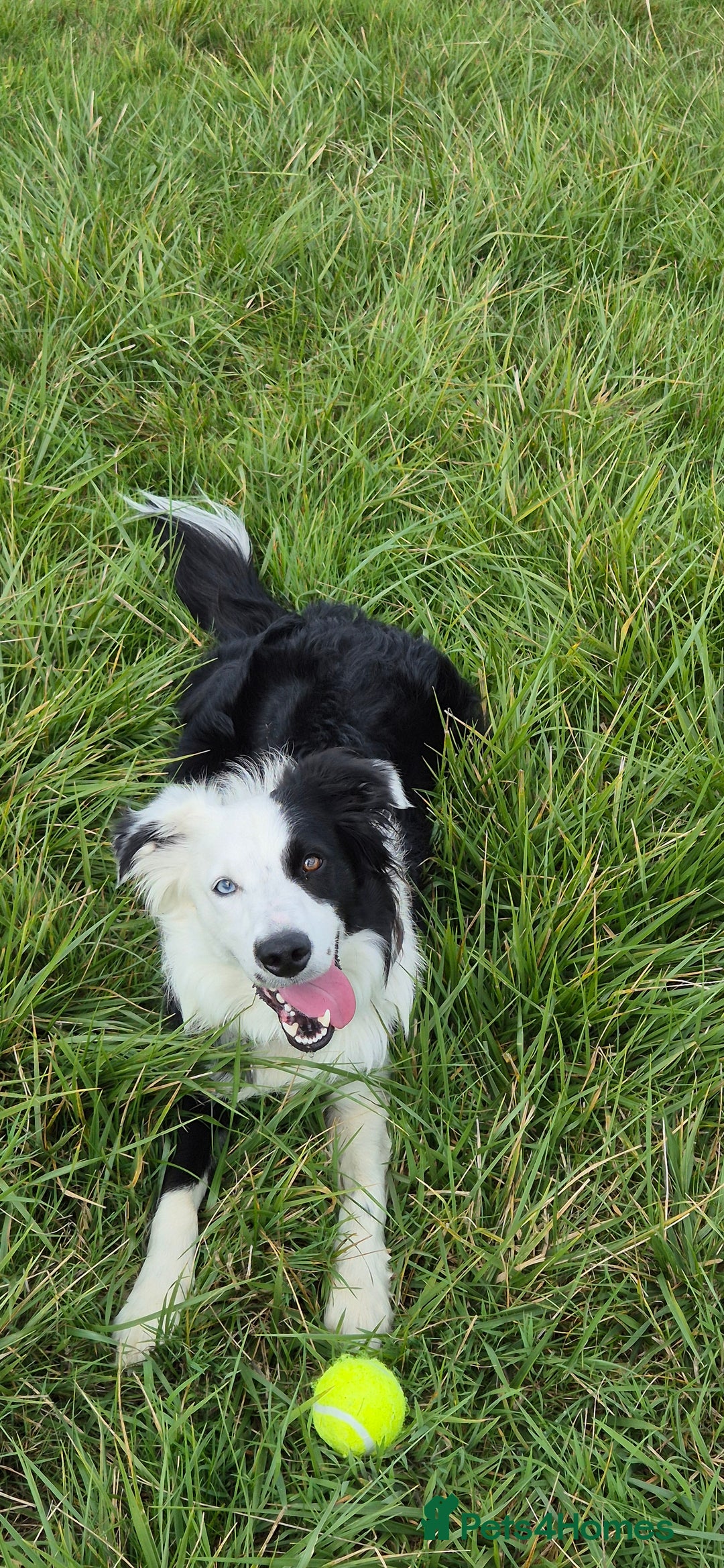 Border Collie dogs for sale: Border Collie 'Bandit' looking for a good home - Advert 8