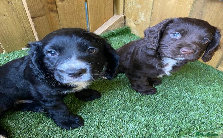 Cocker Spaniel dogs - Advert 3