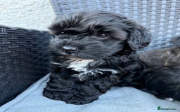 Yorkshire Terrier dogs for sale: Yorkies  - Image 20